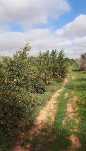 Farm Land for Sale in Tripoli Al-Azeeb