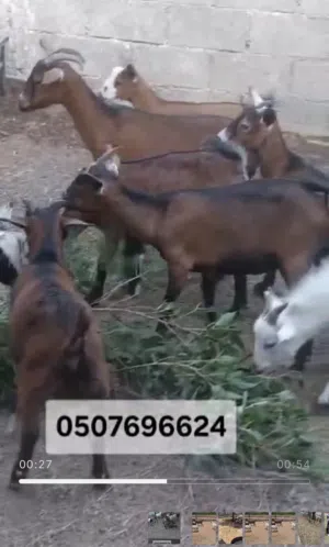 Dwarf goat for sale
