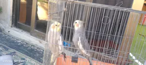 كوكتيل شغال للبيع