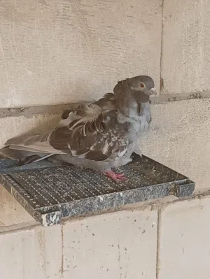 امراوس حمام