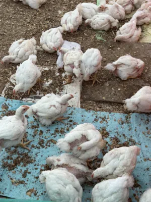 دجاج لاحم للبيع