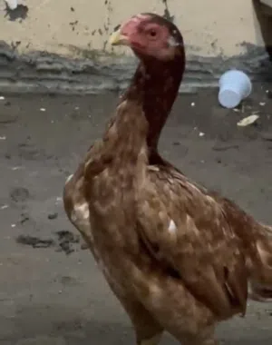 البيع الديايه