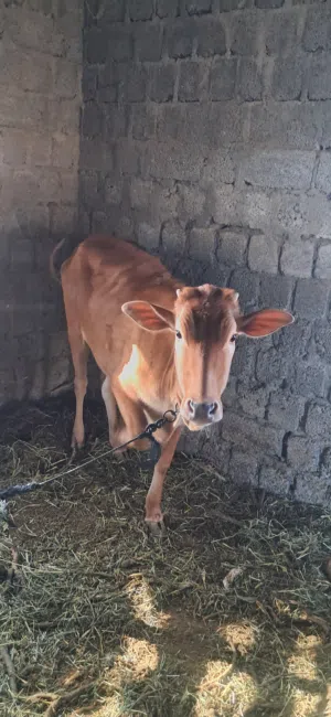 عجلة عمانية تصلح لذبح ولتربية عمر سنه