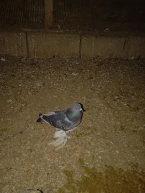 السلام عليكم  متاح انثي هزاز الله يبارك