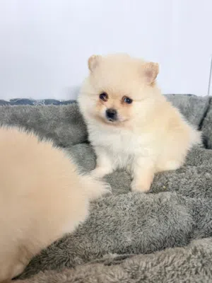 Pomeranian بومرينيان