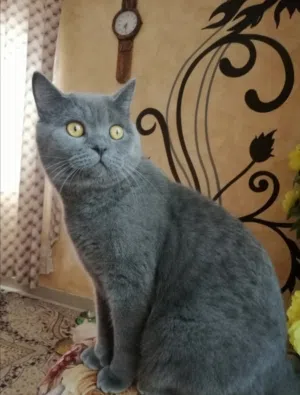 ذكر بريتش شورت هير (للتزاوج) فقط  British male cat short hair for mating