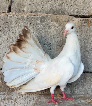 حمام تونسي