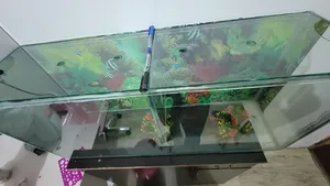 Accessories . Fish1
