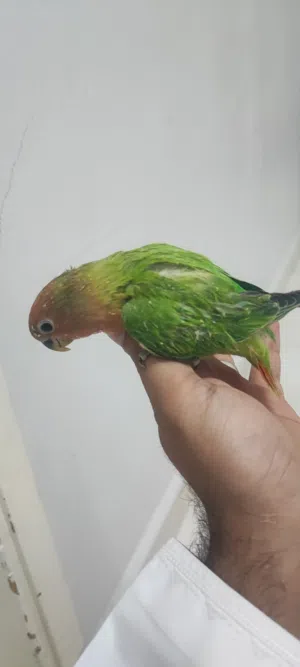 روز أليف لون مميز رد اوبلاين