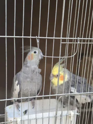 طيور كوكتيل اليف