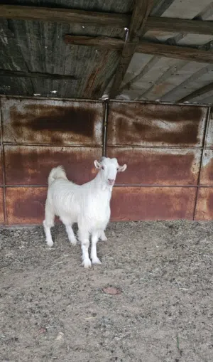 للبيع جدي مخصاي ود سنتين ونص