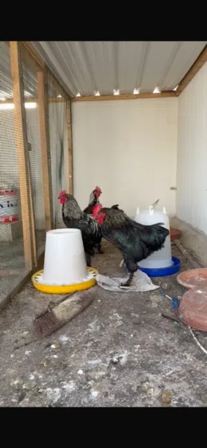 للبيع حبتين ديج برهما  او تبدين مع دياي برهما