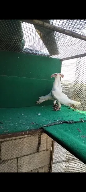 Pigeons0