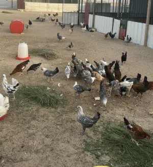 بيعه سريعه