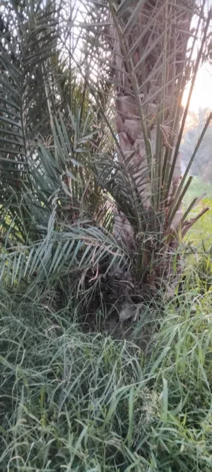 للبيع فسائل نخيل صرم ( مبسلي وحنظل وخصاب)