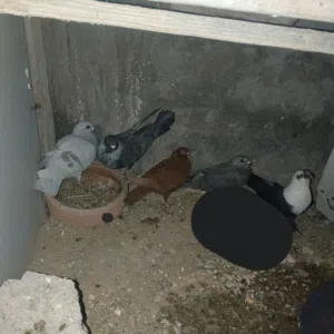 خمس حبات حمام بجنن عل طيارن وفي تحتن بيض تواصل عبر السوق المفتوح