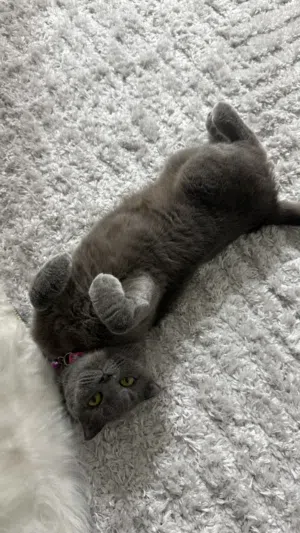 انثى سكوتش فولد