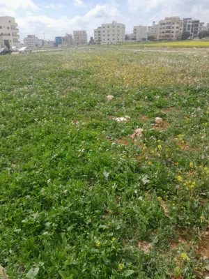 بدي جرو جيرمن او مالينو او روت للتبني