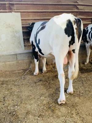 عجل خشن وسمين معلوف براسه سعره 3,350 الف مكاني بصره شط ألعرب الكباسي