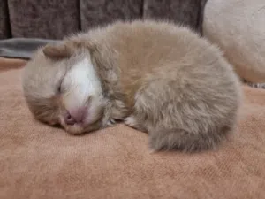 جرو بوميرانيان ذكر Pomeranian puppy male