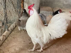 جوز  محلق / بولتيم ابيض مقزم للبيع