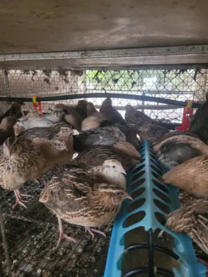 بيع سمان صيني وسمان العادي  واليمام الماسي ودجاج فرنسي كل الطيور محليه لايتوفر توصيل