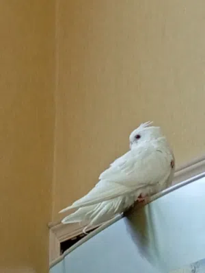 كوكتيل البينو عيونه حمرا اليف السعر خاص
