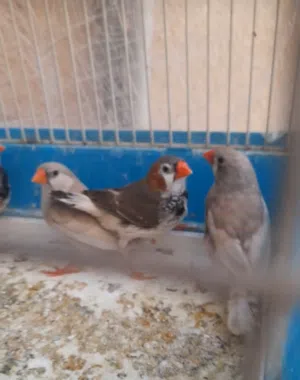 3جواز جنه للبيع ما اعرف نوعهم الجوز على5