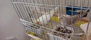 جوز كوكتيل للبيع