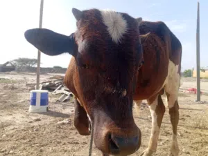 بيع عجل جيرسي سلاله طيبه  ما شاء الله