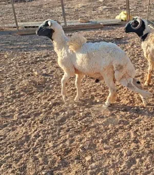 حولي برقاوي فحل