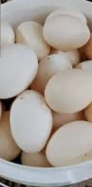 بيض بلدي مخصب  بيض لوهمان  مخصب   صافوط الحي الشرقي