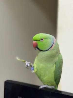 Indian ring neck green parrot hand tamed