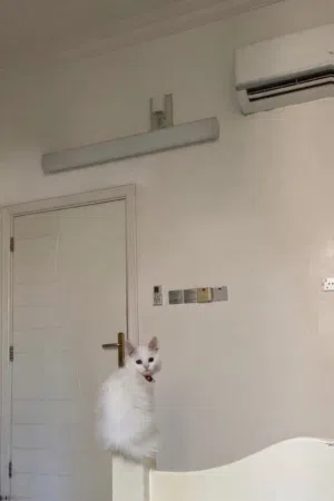قط شرازي لطيف