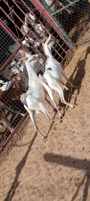 Goats0