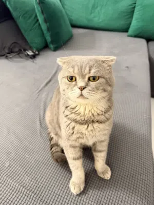 Male Scottish Fold Gray Cat (passport available)