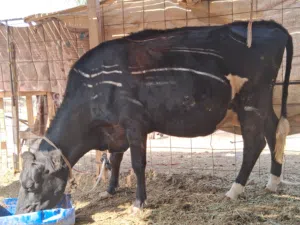 أبقار حليب طيبات للبيع وتيوس وكباشه فحول أو لحم فوق الطيبات وسعر مناسب