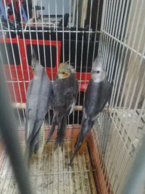 السلام عليكم موجود اناثي عدد 2 و فحل كوكتيل الفحل وايت فيس نخب اقرا الوصف