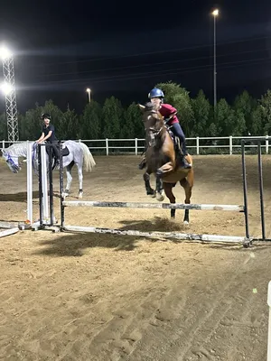 Jumping horse 9y old