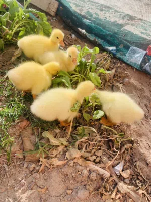 بطوط كوبرا حلوات نشطات العدد 5 سعر الوحده 10 الاف مكاني بصره شط ألعرب الكباسي