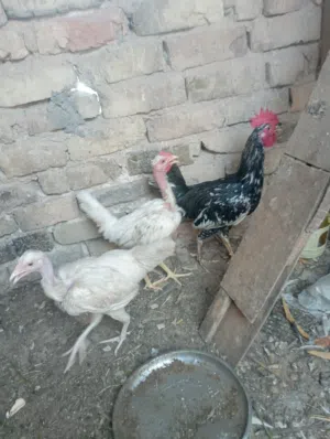 دجاجات ام ركيبه عدد 2 لون ابيض ع وجه بيض