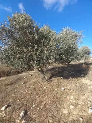 Residential . 670 m2 . Agent3