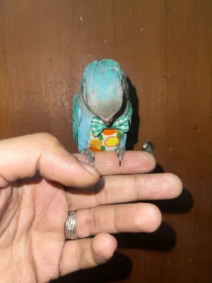 بغبغاء روز مميز ربوه مع القفص والأكل