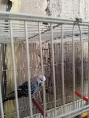 كوبيه بسم الله مشاء الله تحتها تلاته فروخ للاستفسار