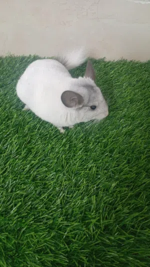 شينشلا Chinchilla