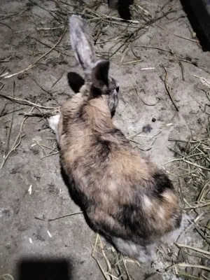 ارنبه هارلي كوين
