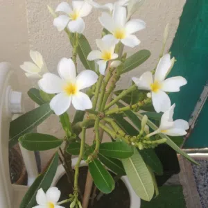 Laila shiekh 