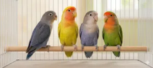 Love bird  for sale