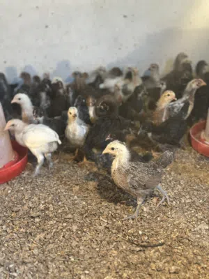 عتوق عمر شهر ونص العنوان خلة فرجان