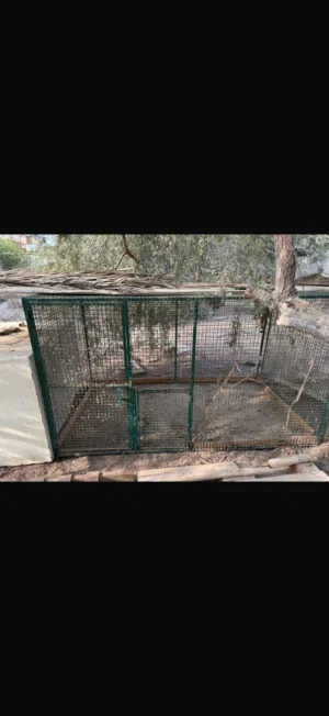 قفص طيور للبيع مطلوب 25